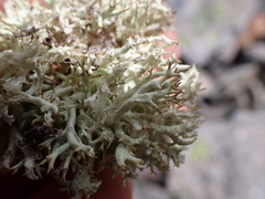 Cladonia uncialis
