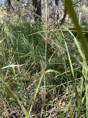 Carex spissa