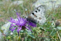 Parnassius apollo