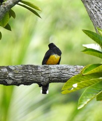 Trogon caligatus