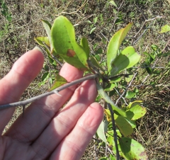 Sideroxylon lanuginosum