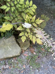 Actaea racemosa