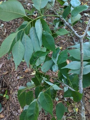 Fraxinus americana