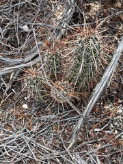 Echinocereus engelmannii engelmannii