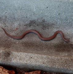 Duberria lutrix