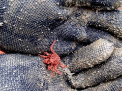 Paralithodes camtschaticus