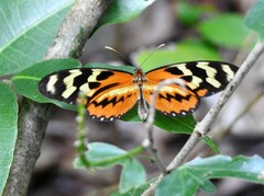 Mechanitis polymnia lycidice