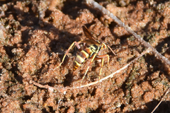 Poecilopompilus interruptus
