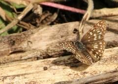 Burnsius orcynoides