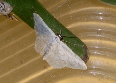 Scopula marginepunctata