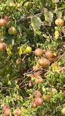 Cardiospermum halicacabum