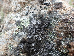 Umbilicaria cylindrica
