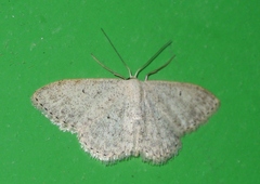 Scopula marginepunctata