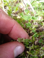 Trifolium glomeratum