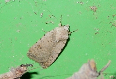 Caradrina kadenii
