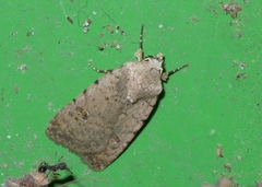 Caradrina kadenii