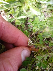 Trifolium glomeratum