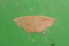 Cyclophora puppillaria