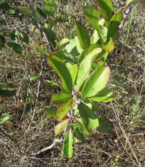 Sideroxylon lanuginosum