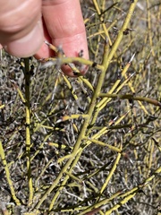 Adolphia californica