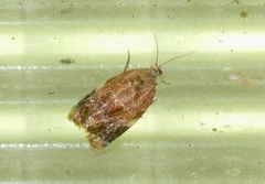 Ditula angustiorana