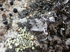 Umbilicaria cylindrica