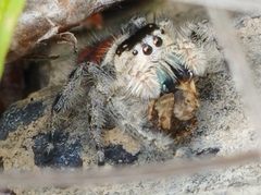 Phidippus zethus