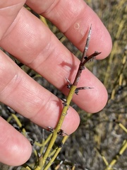 Adolphia californica