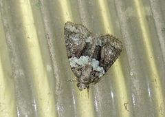 Cryphia pallida