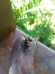 Trachyderes succinctus