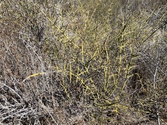 Adolphia californica