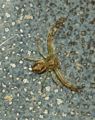 Diaea ambara