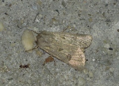 Anarta sodae
