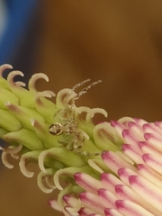 Diaea ambara