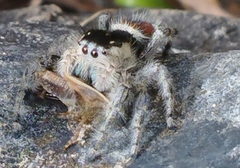 Phidippus zethus