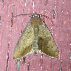 Anomis illita