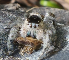 Phidippus zethus