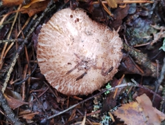 Agaricus langei