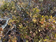 Berberis pinnata