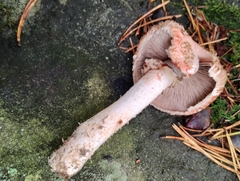Agaricus langei