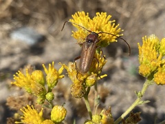 Cerambycidae