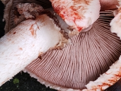 Agaricus langei