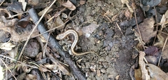 Desmognathus ochrophaeus