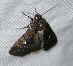 Condica albigera