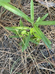 Asclepias pedicellata