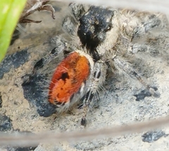 Phidippus zethus
