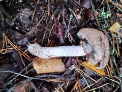 Agaricus langei