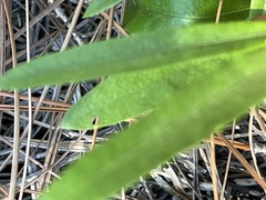 Asclepias pedicellata