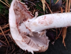 Agaricus langei