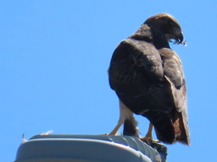 Buteo jamaicensis